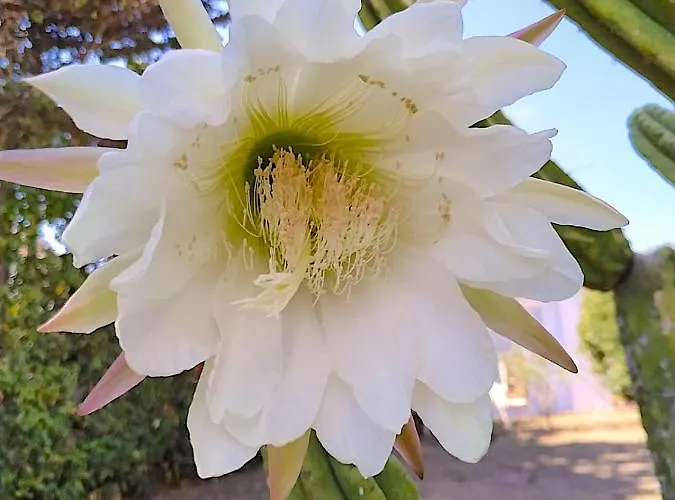 Starbal Es Castell (Menorca)