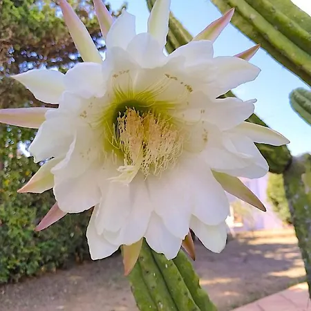 Starbal אס קסטיי